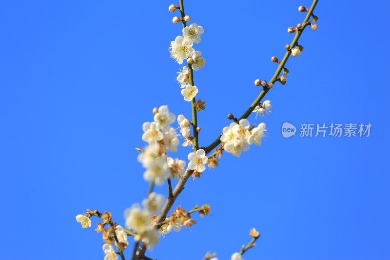 蓝天背景下绽放的白色花朵