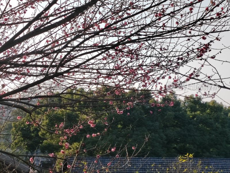 树枝上绽放着粉色花朵的春日景象