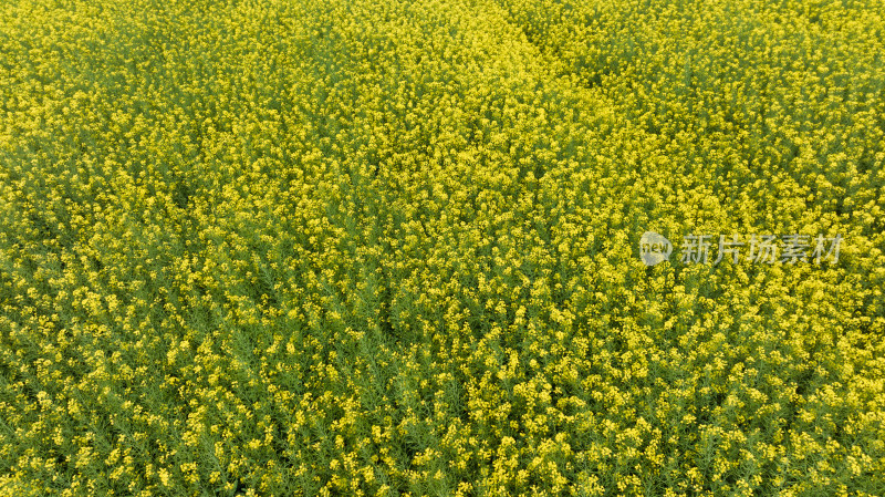 湖北江汉平原的油菜花