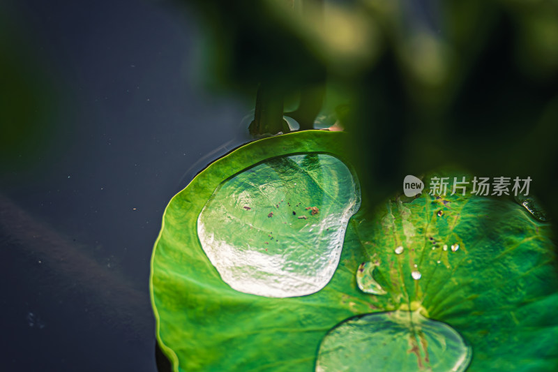 荷叶上的水珠