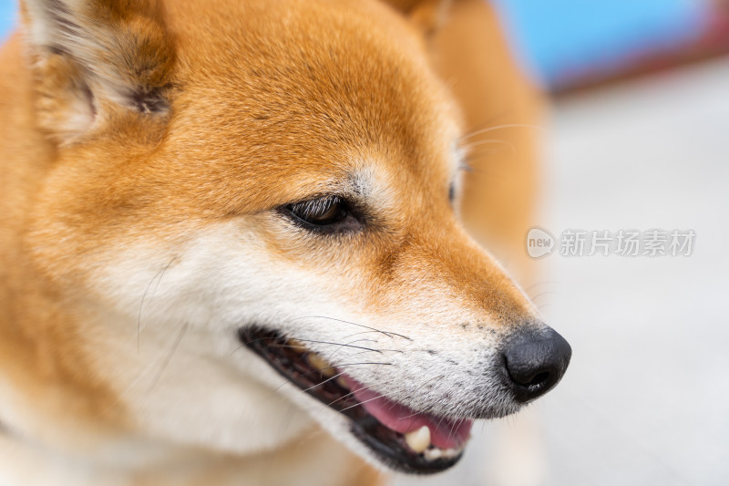 一只日本柴犬在公园特写