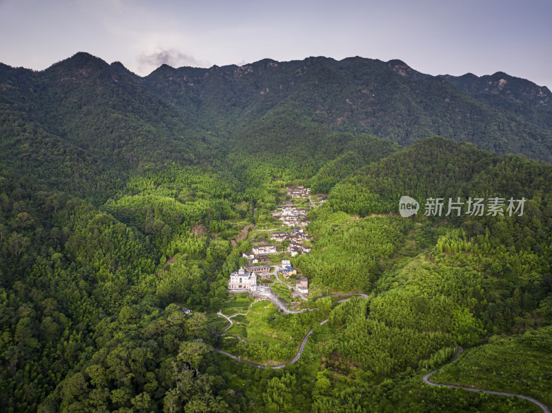 高山流水松树林