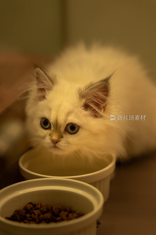 猫的特写肖像