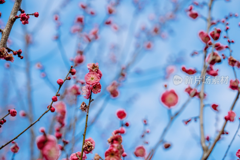 西溪湿地盛开的梅花