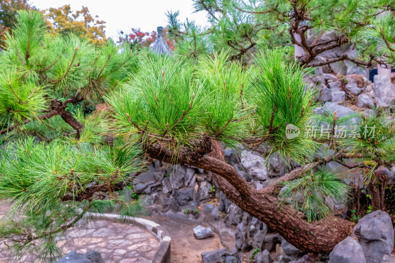 南京钟山风景名胜区明孝陵园林风景