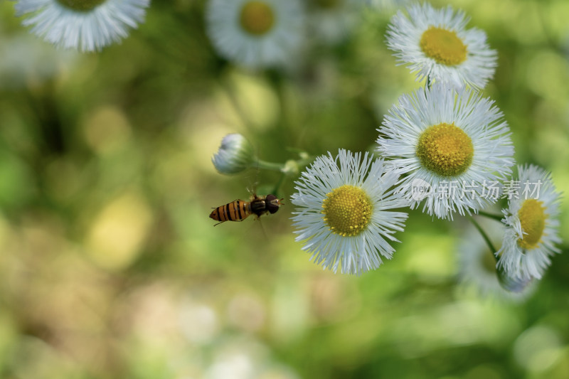 蜜蜂在小雏菊花上飞舞授粉