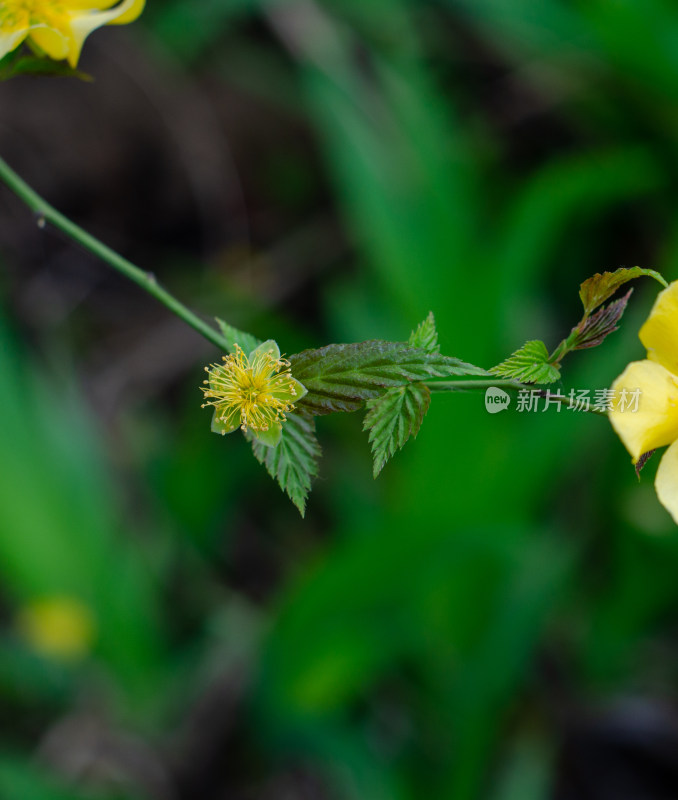 一朵棣棠花小花