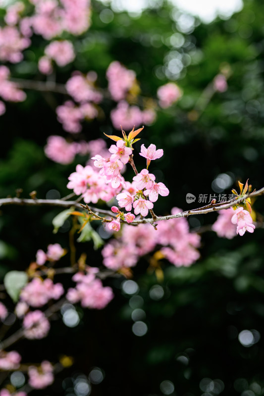 盛开的粉色樱花枝条