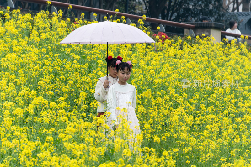 福州花海公园游客漫步观赏黄色油菜花田