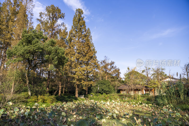 杭州西湖风景区曲院风荷风景