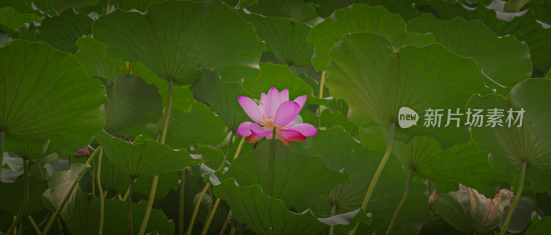 池塘荷花