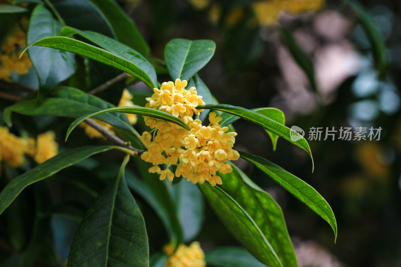 金桂花枝背景素材