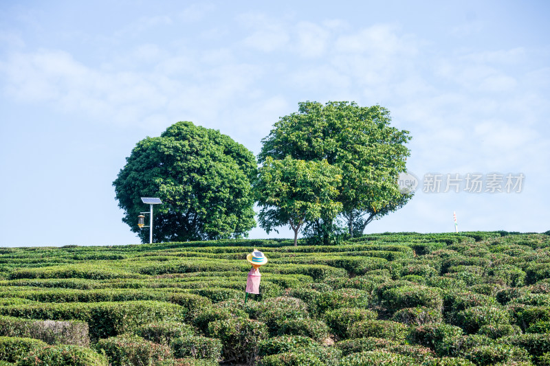 惠州柏塘绿茶茶园清晨时分茶树上的新鲜嫩芽