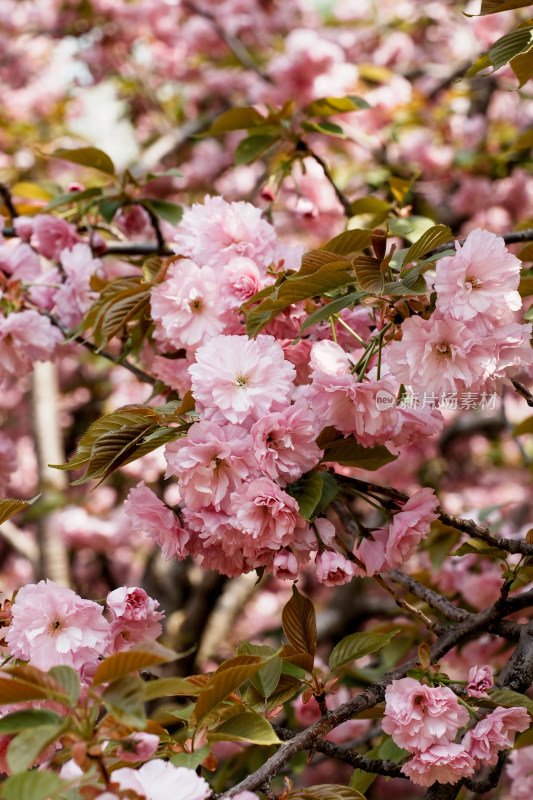 北京莲花池公园樱花