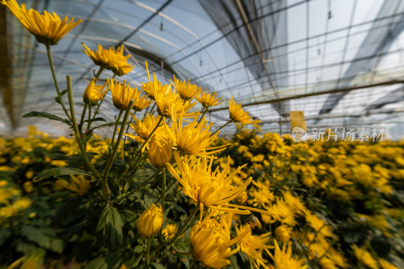 菊花茶科学大棚种植