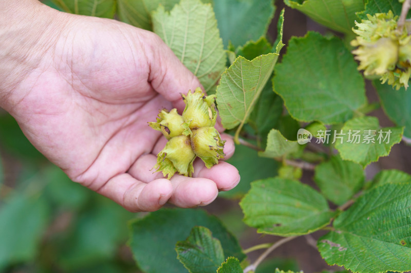 中国东北八月份的山榛子