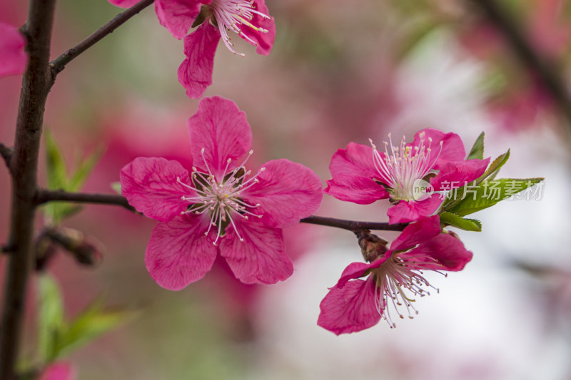 春天，深红色的桃花特写