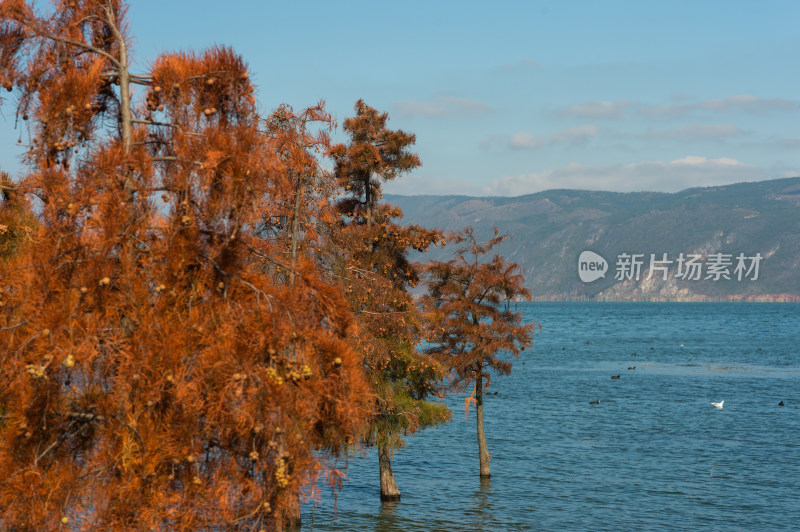 大理洱海红杉树