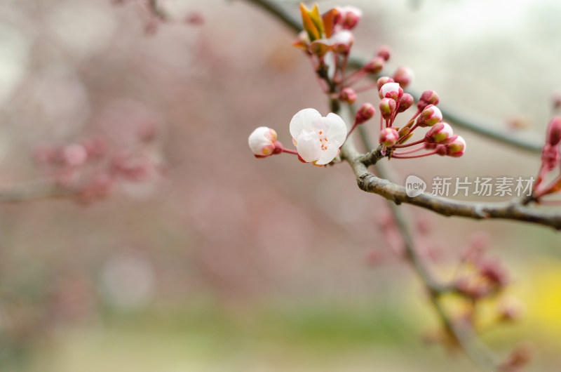 春天长出花芽逐渐开放的紫叶李