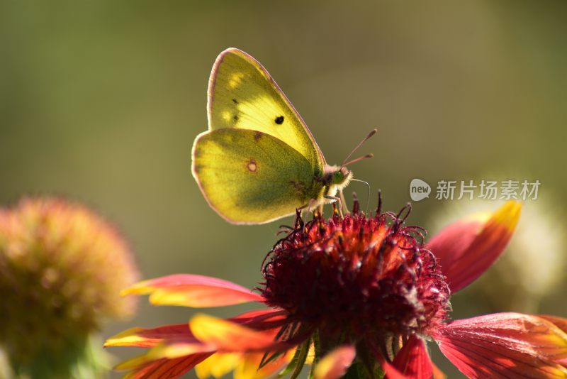 美丽蝴蝶昆虫