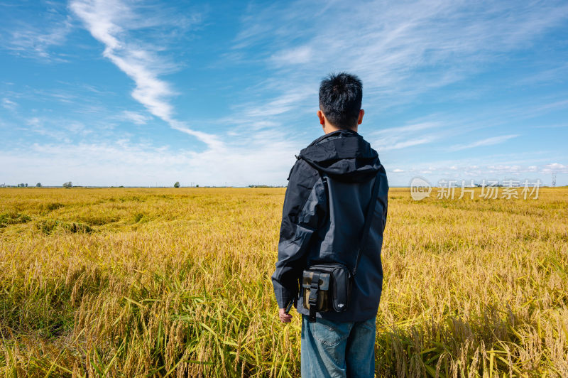 东北五常水稻基地