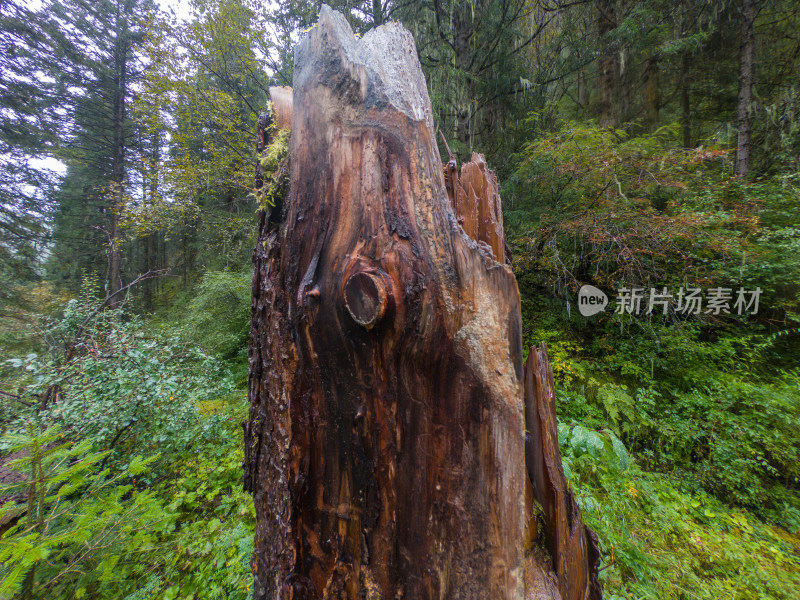 静谧的森林与湖景