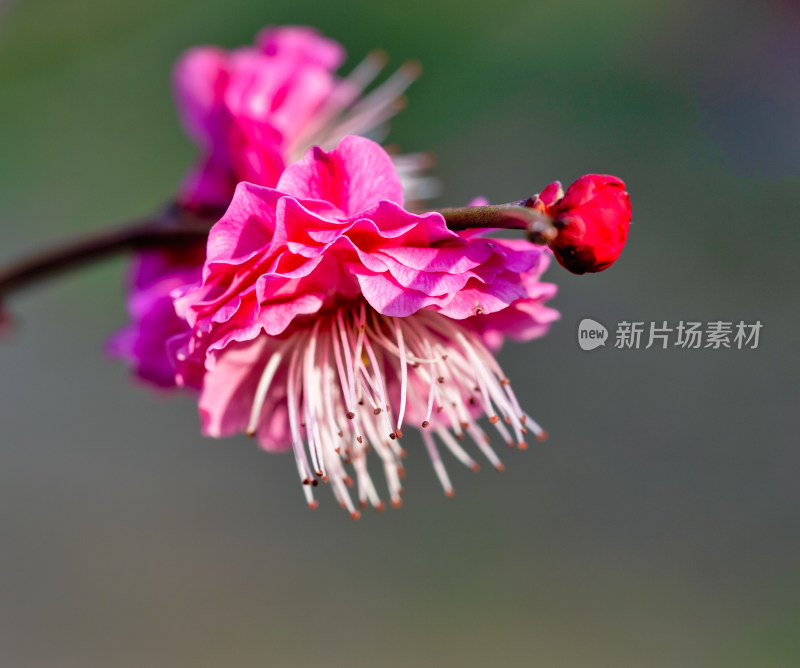 微距下的梅花