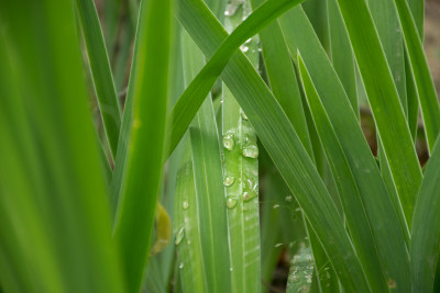 夏天雨后露珠在绿色植物上