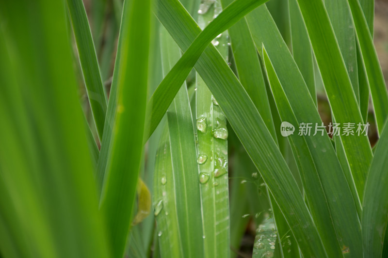 夏天雨后露珠在绿色植物上