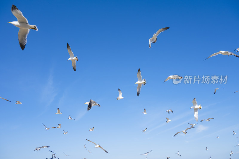 蓝天大海沙滩海鸥飞翔生态保护自然风景