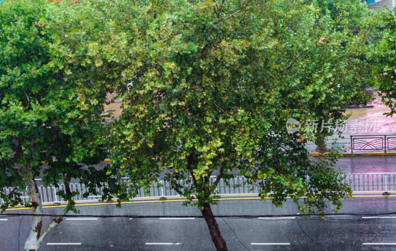 青岛下雨的马路