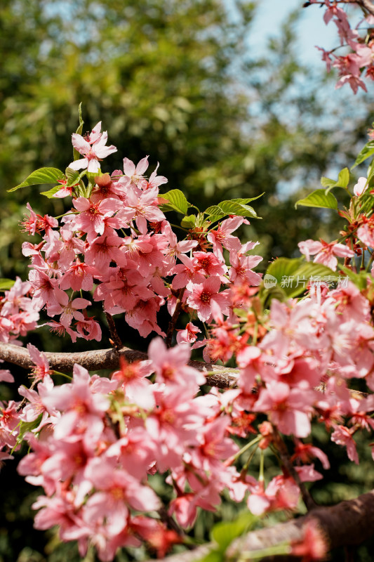 北京玉渊潭公园樱花节樱花