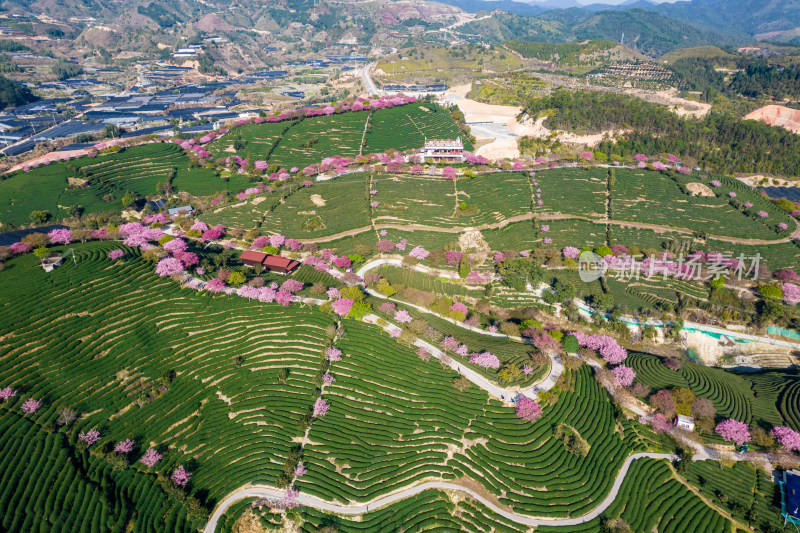 龙岩永福台品樱花茶园