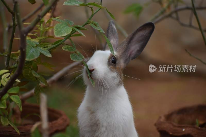 野生兔子