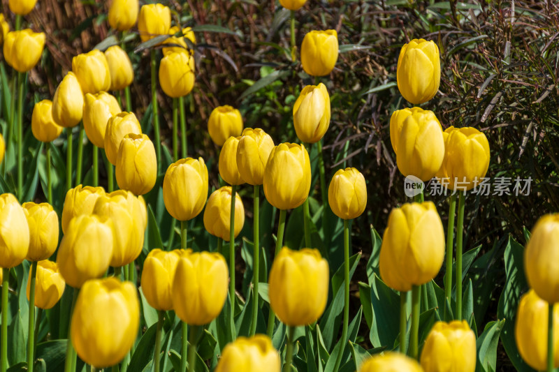 大片郁金香花海景观