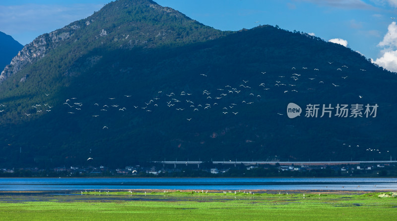 丽江拉市海湿地公园夏天的草地牛羊野鹤飞鸟