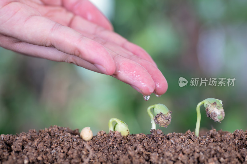 一只手再给一路生长的植物浇水