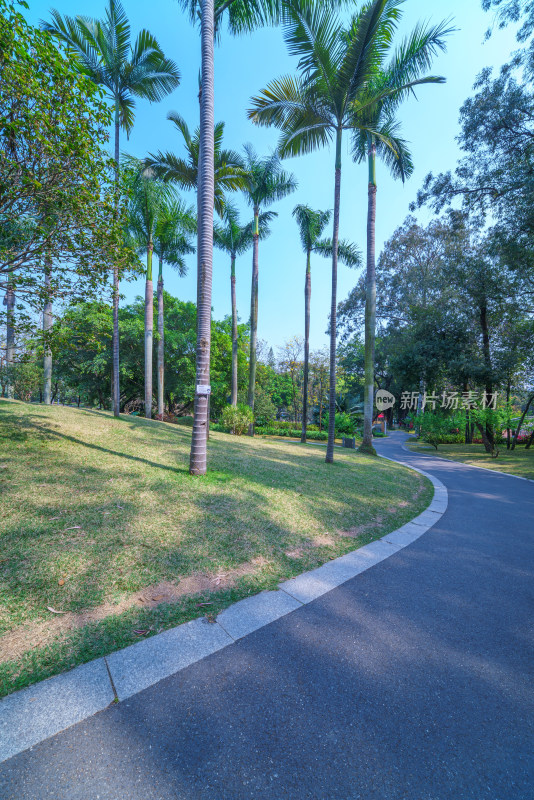 广州麓湖公园棕榈树林与林间道路
