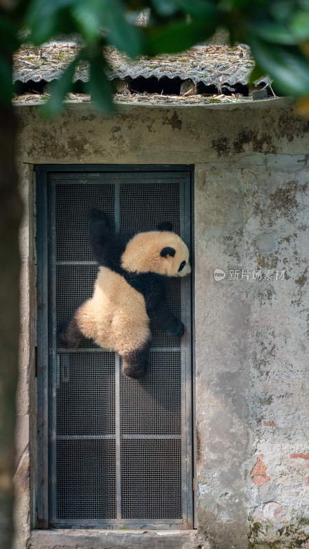 重庆动物园大熊猫