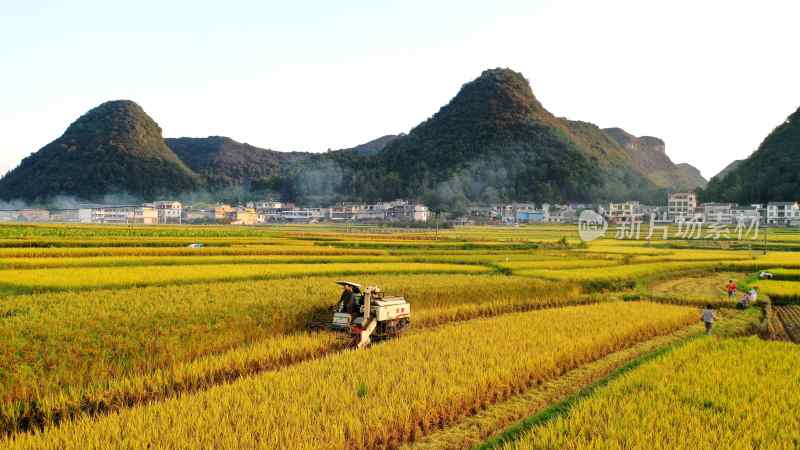 水稻丰收  稻谷收割  稻田航拍