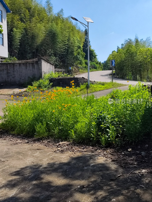 乡村路边有绿植和野花的户外景象