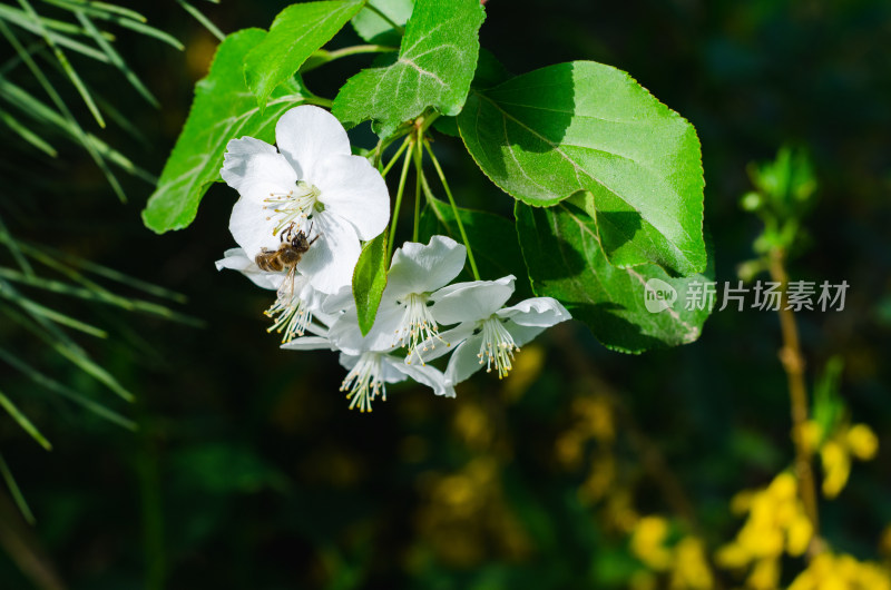 蜜蜂在海棠花从中采蜜