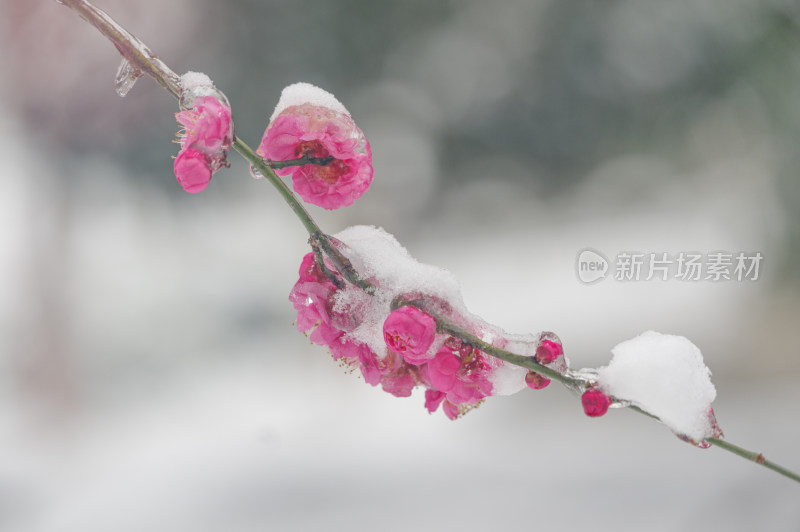 武汉东湖梅园雪中梅花盛开