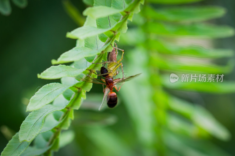蜘蛛捕食蜜蜂微距生态摄影