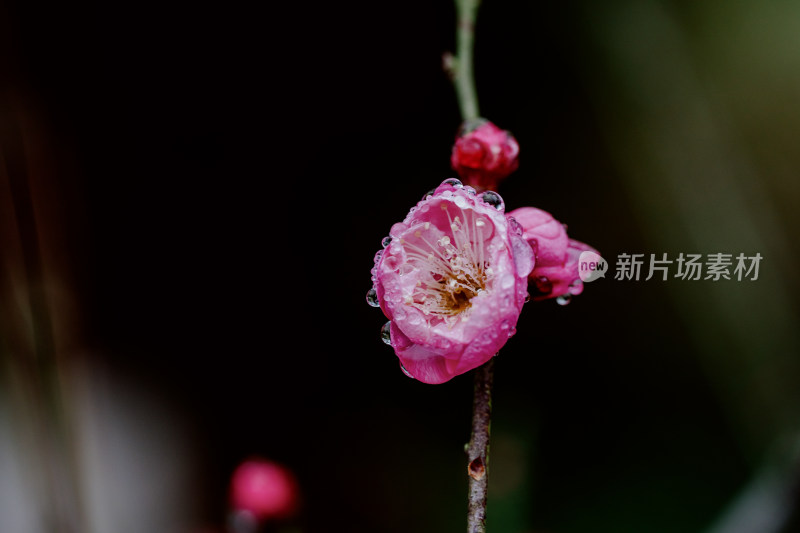 雨天盛开的西溪湿地梅花微距视角