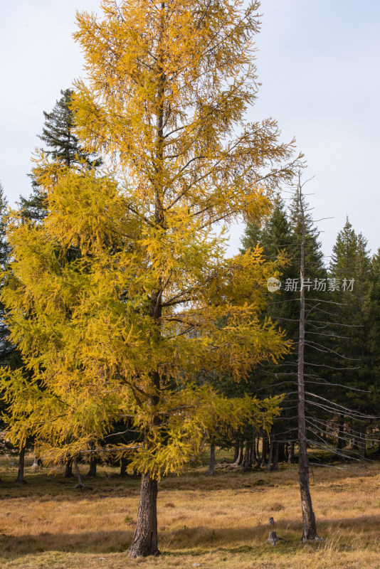 秋天一棵茂盛的树和一棵光秃秃的树在一起