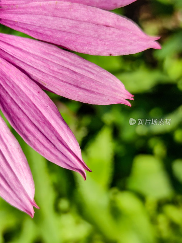 松果菊花