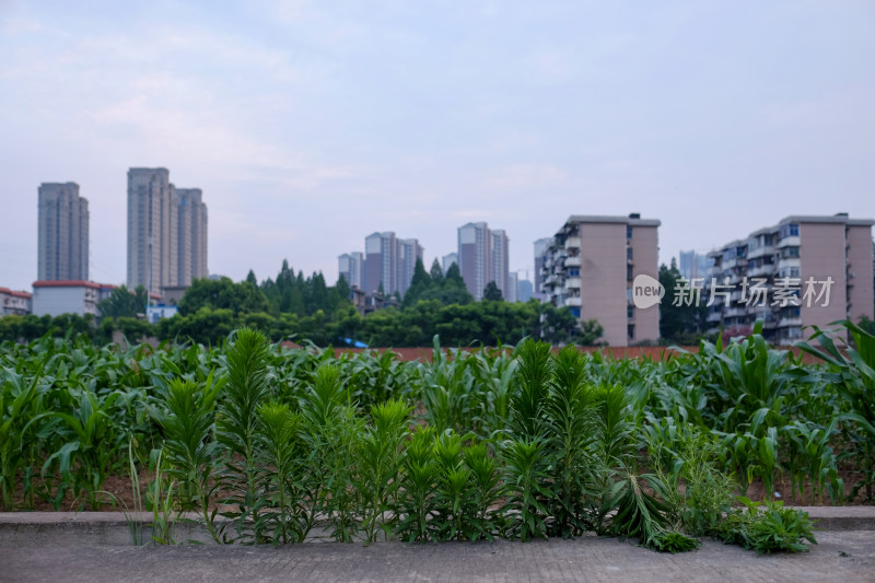 武汉城郊风景