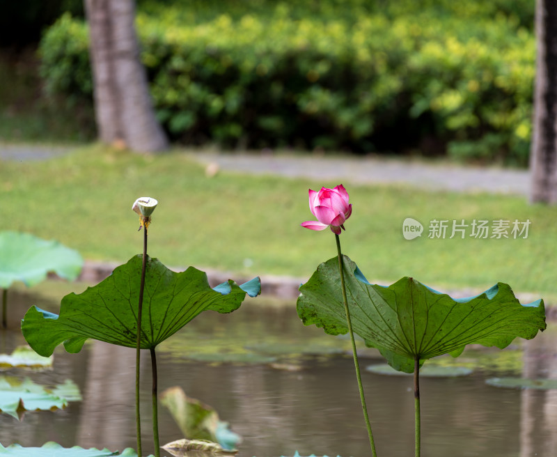 荷塘里的荷花