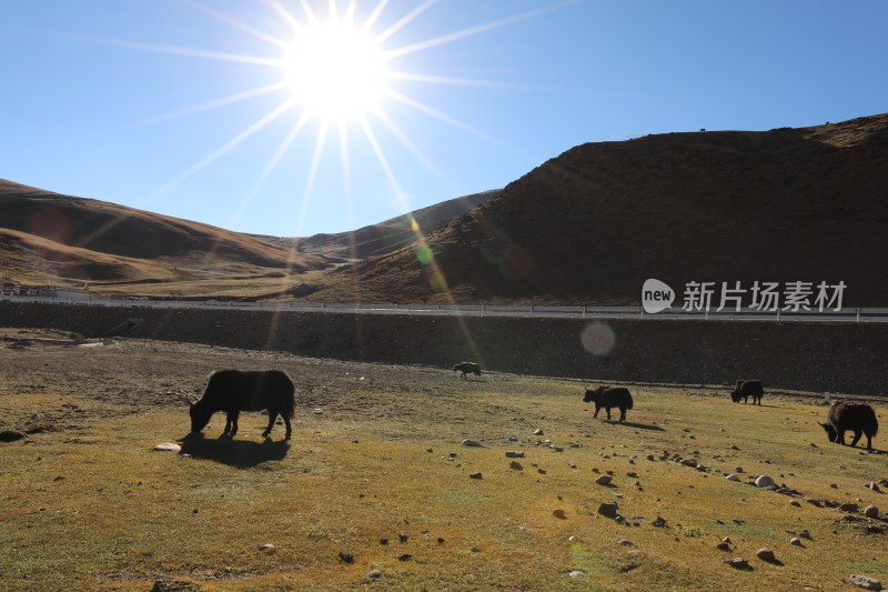 中国西藏山脚下的牦牛群